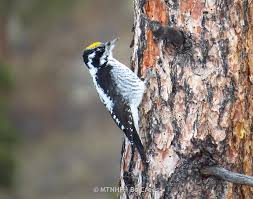 Attēlu rezultāti vaicājumam “Picoides tridactylus adult”