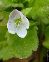 Attēlu rezultāti vaicājumam “Veronica agrestis”