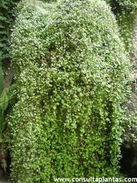 Attēlu rezultāti vaicājumam “Cymbalaria muralis”