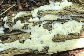 Attēlu rezultāti vaicājumam “Ceratiomyxa porioides spores”