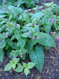 Image result for Lungenkraut