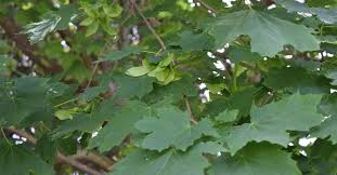 Attēlu rezultāti vaicājumam “Acer platanoides leaf”