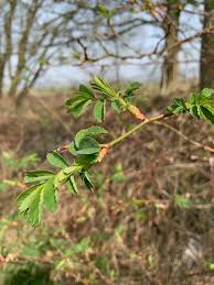 Attēlu rezultāti vaicājumam “Rosa subcanina leaf”