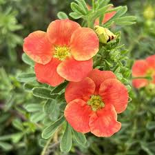 Attēlu rezultāti vaicājumam “Potentilla”