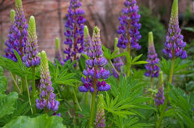 Image result for Lupinus polyphyllus Lindl.