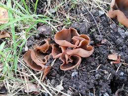 Attēlu rezultāti vaicājumam “Peziza badia”