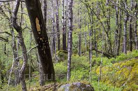 Attēlu rezultāti vaicājumam “Antrodia pulvinascens”