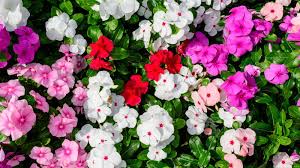 Image result for Impatiens walleriana