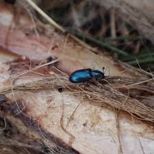 Attēlu rezultāti vaicājumam “Necrobia violacea”