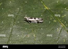 Attēlu rezultāti vaicājumam “Ypsolopha sequella”