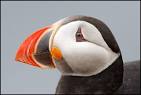 puffin beak