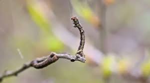 Attēlu rezultāti vaicājumam “Shargacucullia scrophulariae larva”