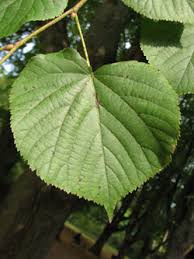 Attēlu rezultāti vaicājumam “Tilia x vulgaris”