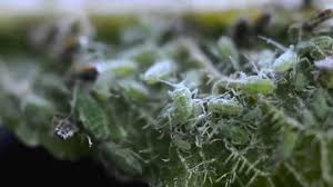 Attēlu rezultāti vaicājumam “Cucullia lucifuga larva”