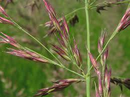 Attēlu rezultāti vaicājumam “Calamagrostis canescens”