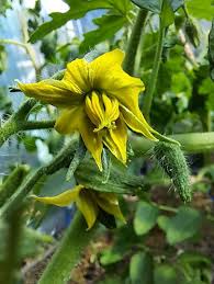 Afbeeldingsresultaat voor marizol purple tomato