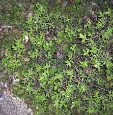 Attēlu rezultāti vaicājumam “Lonicera caerulea var. pallasii”