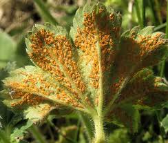 Attēlu rezultāti vaicājumam “Trachyspora intrusa”