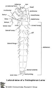 Attēlu rezultāti vaicājumam “Trichoptera”