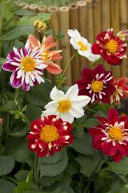 Image result for Dahlia x pinnata `Redskin`