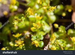 Attēlu rezultāti vaicājumam “Saxifraga cymbalaria”