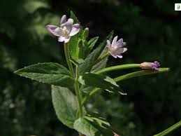Attēlu rezultāti vaicājumam “Epilobium roseum flower”