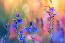 Attēlu rezultāti vaicājumam “Lobelia dortmanna flower”