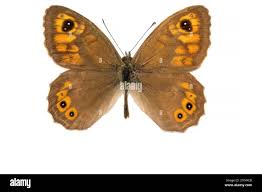 Attēlu rezultāti vaicājumam “Lasiommata maera upperside”