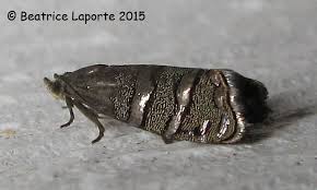 Attēlu rezultāti vaicājumam “Tortricidae”