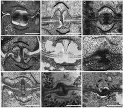 Attēlu rezultāti vaicājumam “Asterodon ferruginosus”