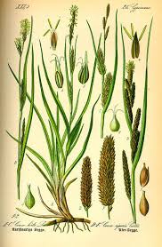 Attēlu rezultāti vaicājumam “Carex acutiformis flower”