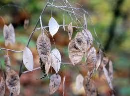 Attēlu rezultāti vaicājumam “Lunaria rediviva fruit”