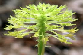 Attēlu rezultāti vaicājumam “Malachidae”