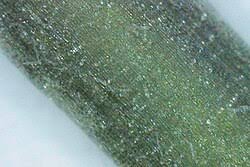 Attēlu rezultāti vaicājumam “Matricaria discoidea leaf”