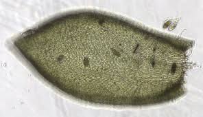 Attēlu rezultāti vaicājumam “Pterigynandrum filiforme”