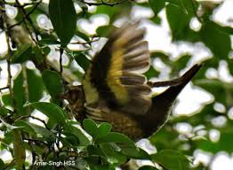 Image result for Zoothera sibirica