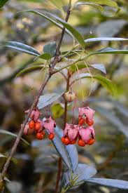 Attēlu rezultāti vaicājumam “Euonymus fruit”