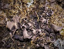 Attēlu rezultāti vaicājumam “Leptogium saturninum”