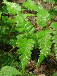 Attēlu rezultāti vaicājumam “Cribraria costata”