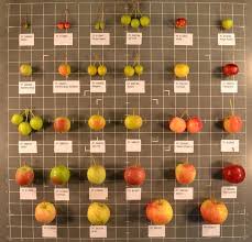 Attēlu rezultāti vaicājumam “Malus prunifolia fruit”