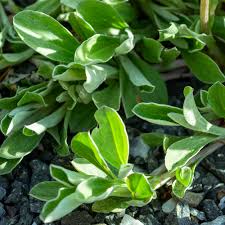 Attēlu rezultāti vaicājumam “Antennaria dioica leaf”