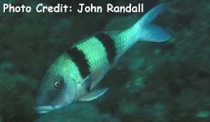 Image result for Parupeneus trifasciatus