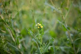 Attēlu rezultāti vaicājumam “Erigeron canadensis”