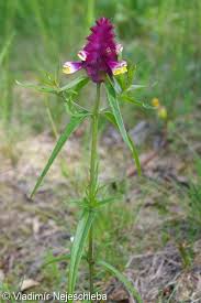 Attēlu rezultāti vaicājumam “Melampyrum cristatum”