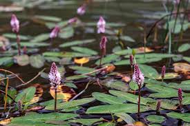 Attēlu rezultāti vaicājumam “Polygonum amphibium”
