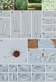 Attēlu rezultāti vaicājumam “Erysiphe galeopsidis”