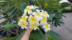 Image result for Leaves Green Bowmen