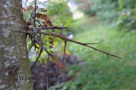 Attēlu rezultāti vaicājumam “Gleditsia triacanthos bud”