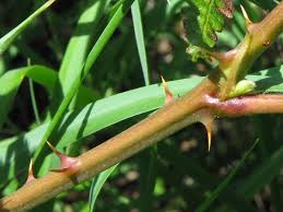 Attēlu rezultāti vaicājumam “Rubus plicatus fruit”