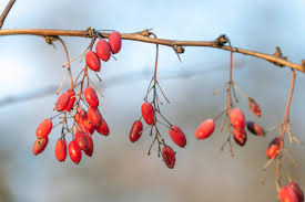 Attēlu rezultāti vaicājumam “Berberis vulgaris fruit”
